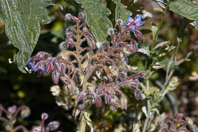 Jardin Botanique de la Bastide-047